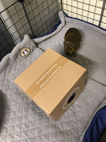 Customer photo review of GuineaDad Liner - Smaller Sizes without Pockets