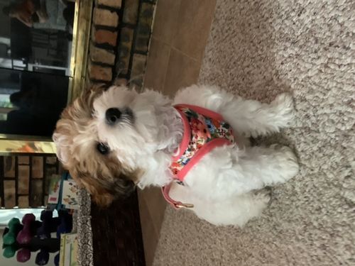 Customer photo review of Rifle paper co dog harness set - Garden Party Cream Petite