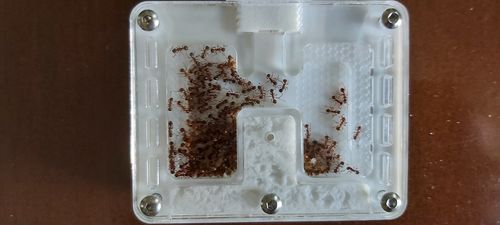 Customer photo review of Micro Feeding Bowl