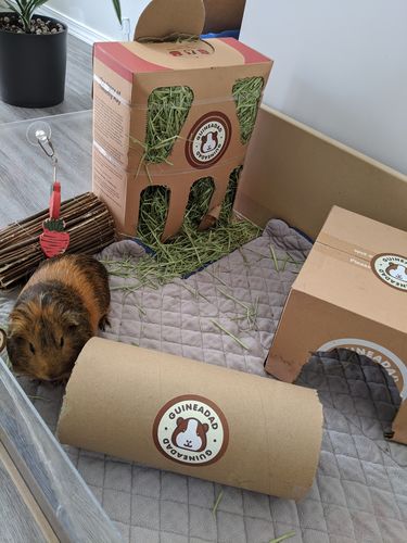 Customer photo review of GuineaDad Liner - Smaller Sizes without Pockets
