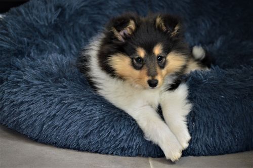 Customer photo review of Lit Apaisant Comfy® |  Pour Chien et Chat