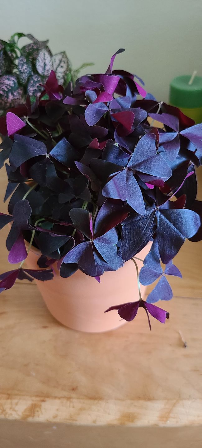 Customer photo review of 4" Oxalis Ebony Allure