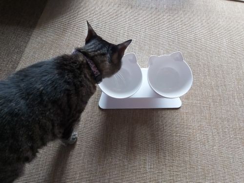 Customer photo review of The Purrfect Bowl