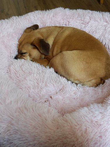 Customer photo review of Pet Calming Bed