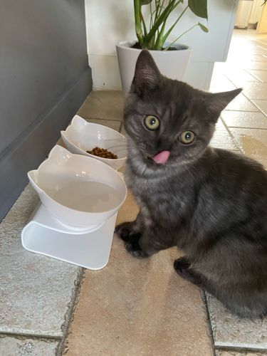 Customer photo review of The Purrfect Bowl