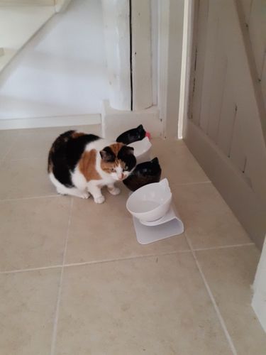 Customer photo review of The Purrfect Bowl