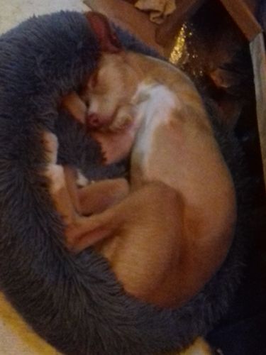 Customer photo review of Lit Apaisant Comfy® |  Pour Chien et Chat