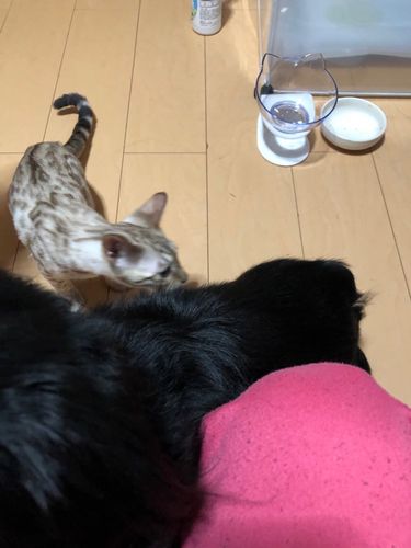 Customer photo review of The Purrfect Bowl