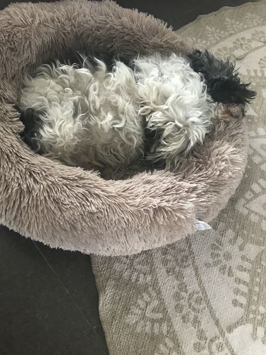 Customer photo review of Lit Apaisant Comfy® |  Pour Chien et Chat