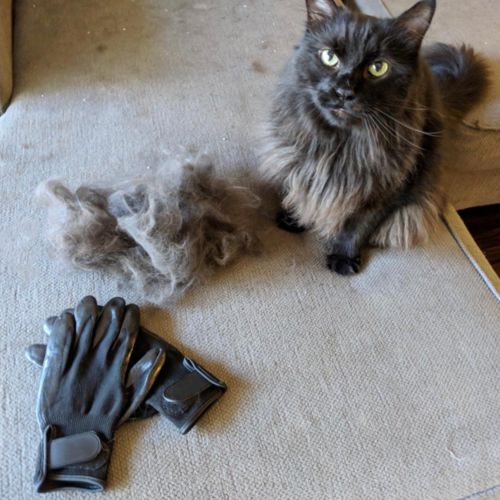 Customer photo review of Pair of DeShedding Gloves