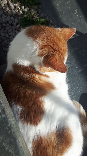 Customer photo review of Collect & Compost Service