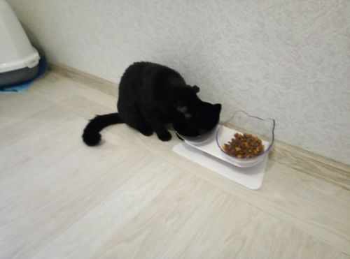 Customer photo review of The Purrfect Bowl