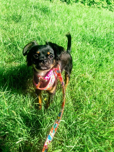 Customer photo review of Girl dog harness set/ floral dog harness vest