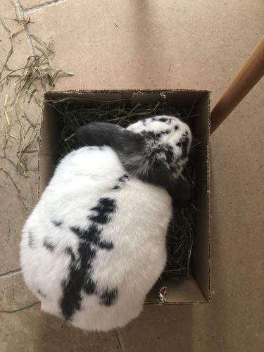 Customer photo review of Timothy Hay Box