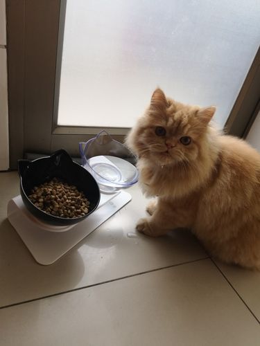 Customer photo review of The Purrfect Bowl