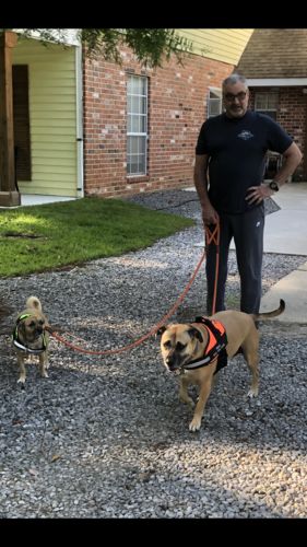 Customer photo review of Lifetime Warranty Personalized Doggykingdom® NO PULL Harness