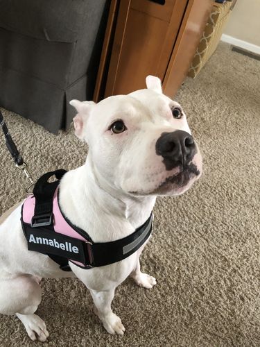 Customer photo review of Lifetime Warranty Personalized Doggykingdom® NO PULL Harness