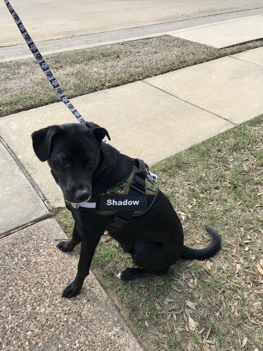 Customer photo review of Lifetime Warranty Personalized Doggykingdom® NO PULL Harness