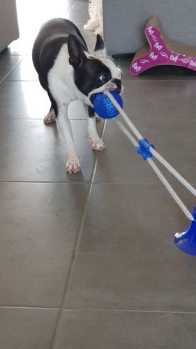 Customer photo review of 3 Pack Of Suction Cup Dog Tug Toys