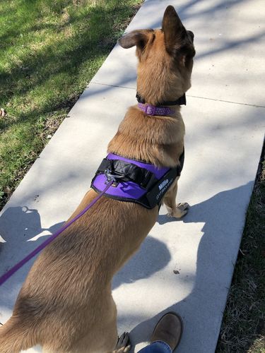 Customer photo review of Custom velcro label / patches for Dog Harness by Doggykingdom®