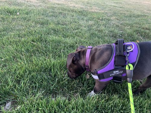 Customer photo review of Lifetime Warranty Personalized Doggykingdom® NO PULL Harness