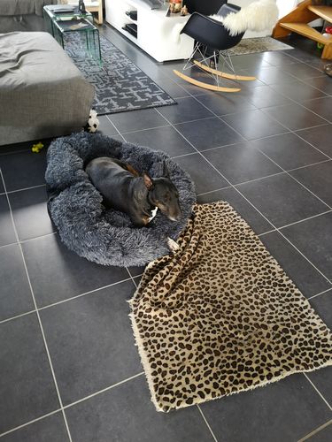 Customer photo review of Coussin apaisant Pilou Pillow™ | Pour chien et chat