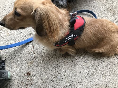 Customer photo review of Lifetime Warranty Personalized Doggykingdom® NO PULL Harness