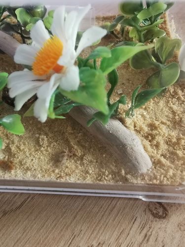 Customer photo review of Sand (Natural)