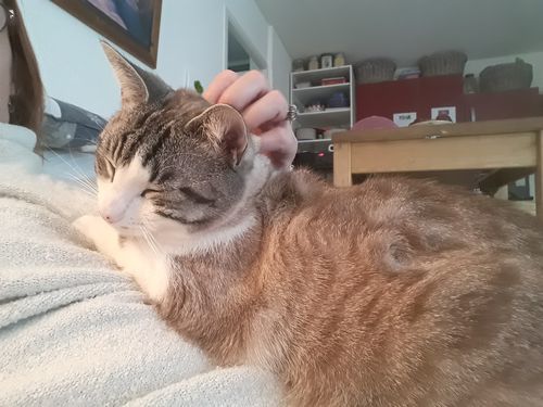 Customer photo review of Brosse Anti-Poils Chien, Chat, Cheval, Lapin | Original | Pilpoil®