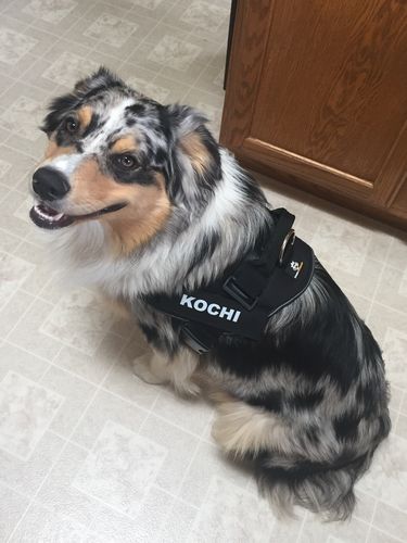 Customer photo review of Lifetime Warranty Personalized Doggykingdom® NO PULL Harness