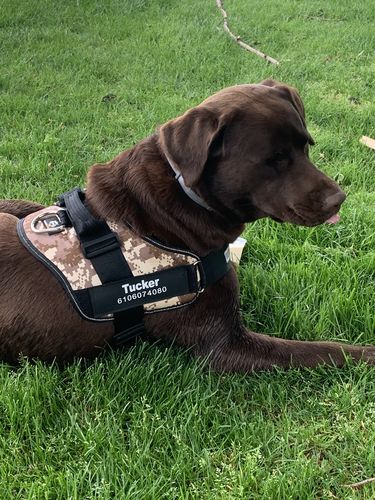 Customer photo review of Lifetime Warranty Personalized Doggykingdom® NO PULL Harness