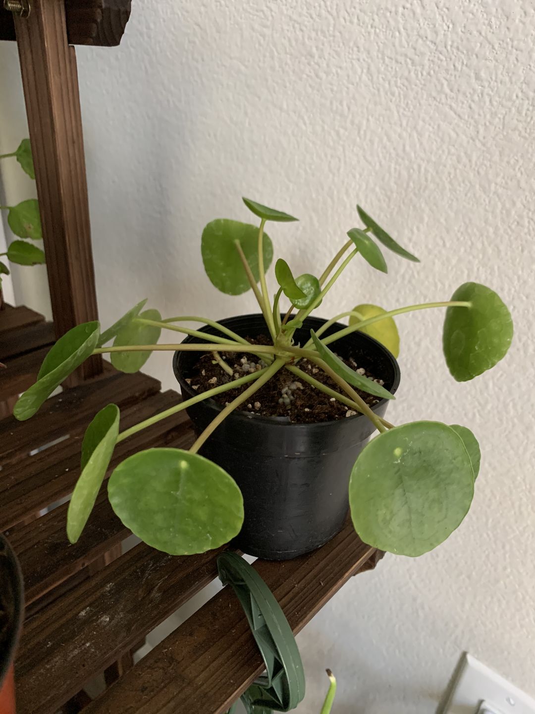 Customer photo review of 4" Pilea Peperomioides
