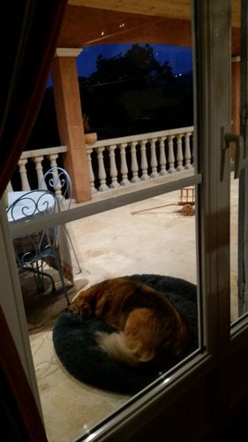 Customer photo review of Lit Apaisant Comfy® |  Pour Chien et Chat