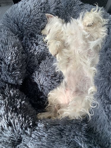 Customer photo review of Lit Apaisant Comfy® |  Pour Chien et Chat