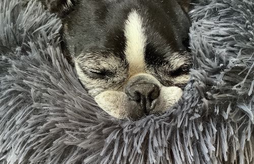 Customer photo review of Coussin apaisant Pilou Pillow™ | Pour chien et chat