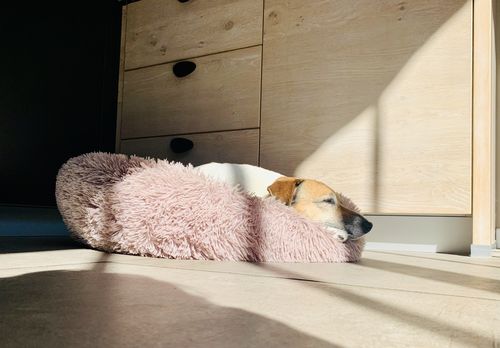 Customer photo review of Coussin apaisant Pilou Pillow™ | Pour chien et chat