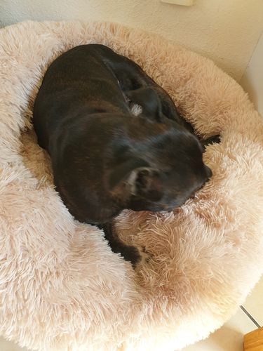 Customer photo review of Coussin apaisant Pilou Pillow™ | Pour chien et chat