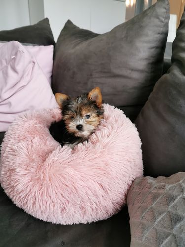 Customer photo review of Coussin apaisant Pilou Pillow™ | Pour chien et chat