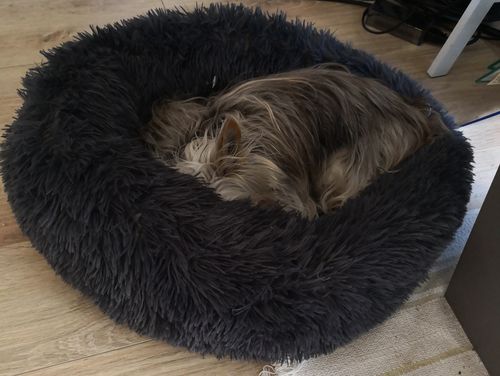 Customer photo review of Coussin apaisant Pilou Pillow™ | Pour chien et chat