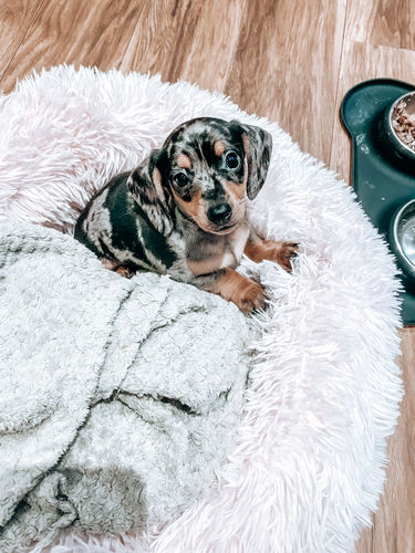 Customer photo review of Pet Calming Bed