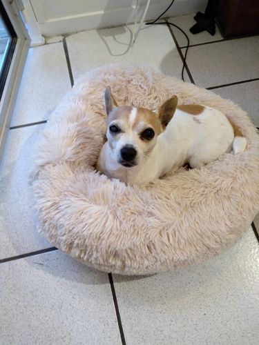 Customer photo review of Coussin apaisant Pilou Pillow™ | Pour chien et chat