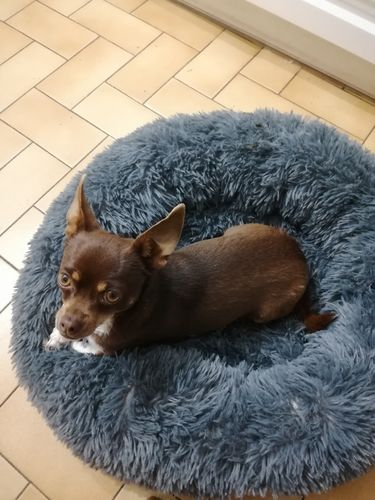 Customer photo review of Coussin apaisant Pilou Pillow™ | Pour chien et chat