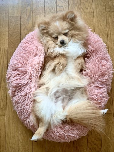 Customer photo review of Coussin apaisant Pilou Pillow™ | Pour chien et chat