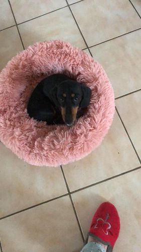 Customer photo review of Coussin apaisant Pilou Pillow™ | Pour chien et chat