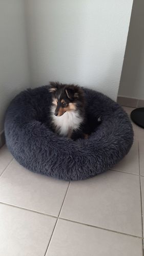 Customer photo review of Coussin apaisant Pilou Pillow™ | Pour chien et chat