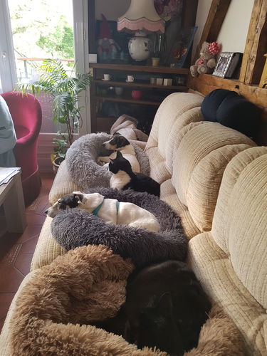 Customer photo review of Coussin apaisant Pilou Pillow™ | Pour chien et chat