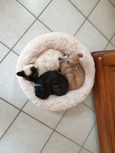 Customer photo review of Coussin apaisant Pilou Pillow™ | Pour chien et chat