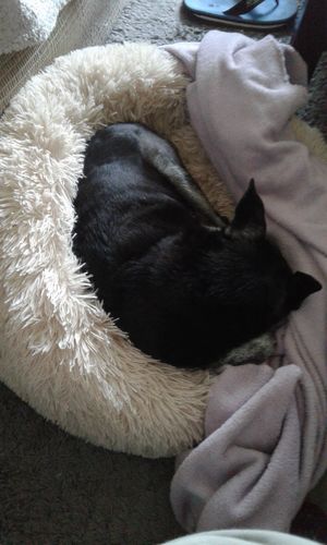 Customer photo review of Coussin apaisant Pilou Pillow™ | Pour chien et chat