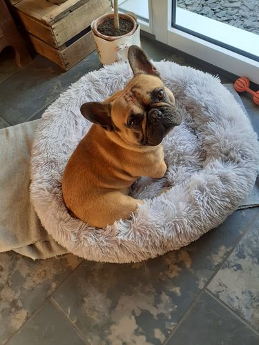 Customer photo review of Coussin apaisant Pilou Pillow™ | Pour chien et chat