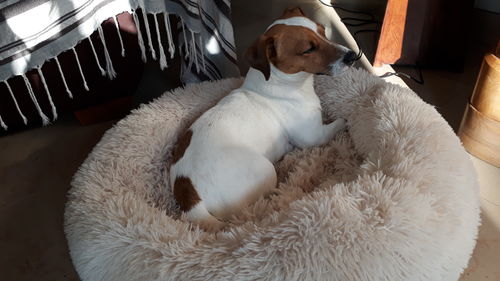 Customer photo review of Coussin apaisant Pilou Pillow™ | Pour chien et chat